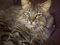 Hemes the Cat on couch CRW 6103